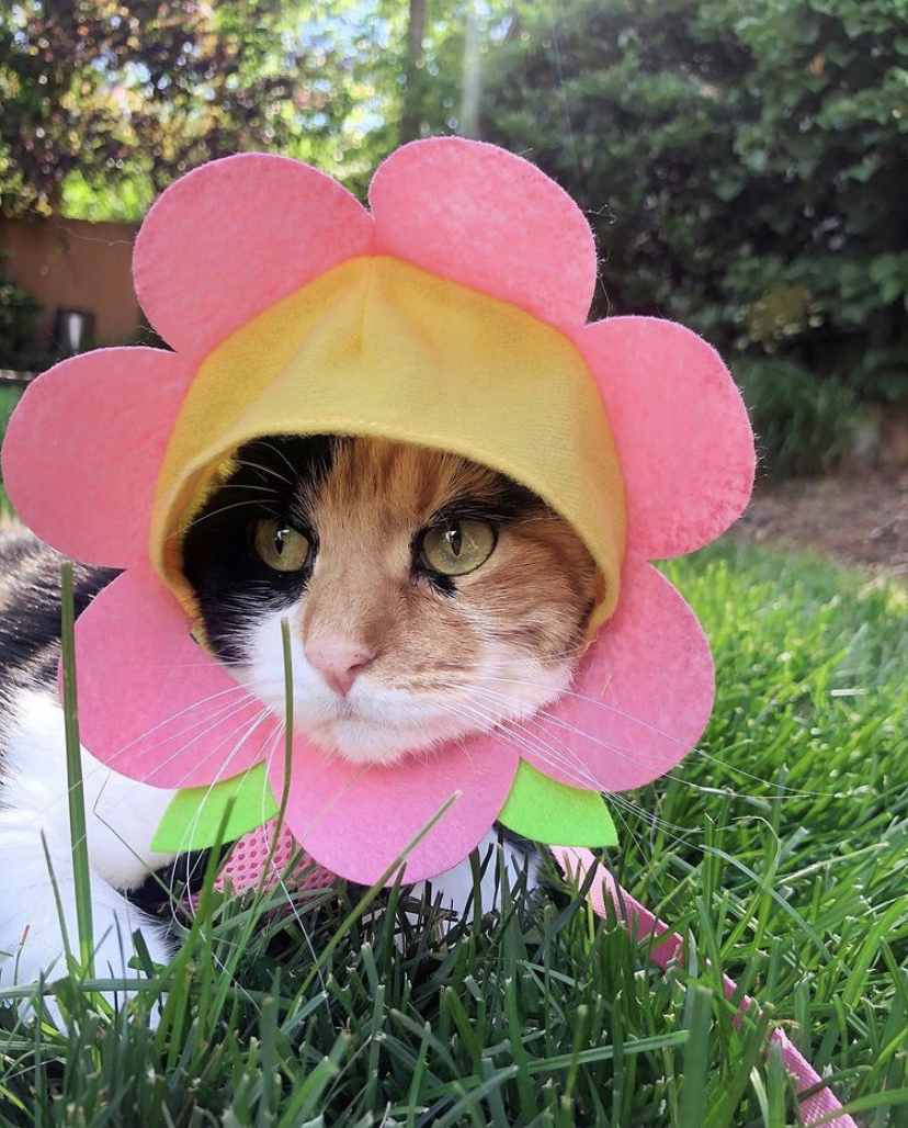 💕Jen Heal 💕 | Color Lover Daisy cat