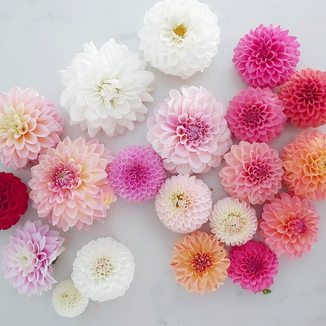 dahlias by amy haines