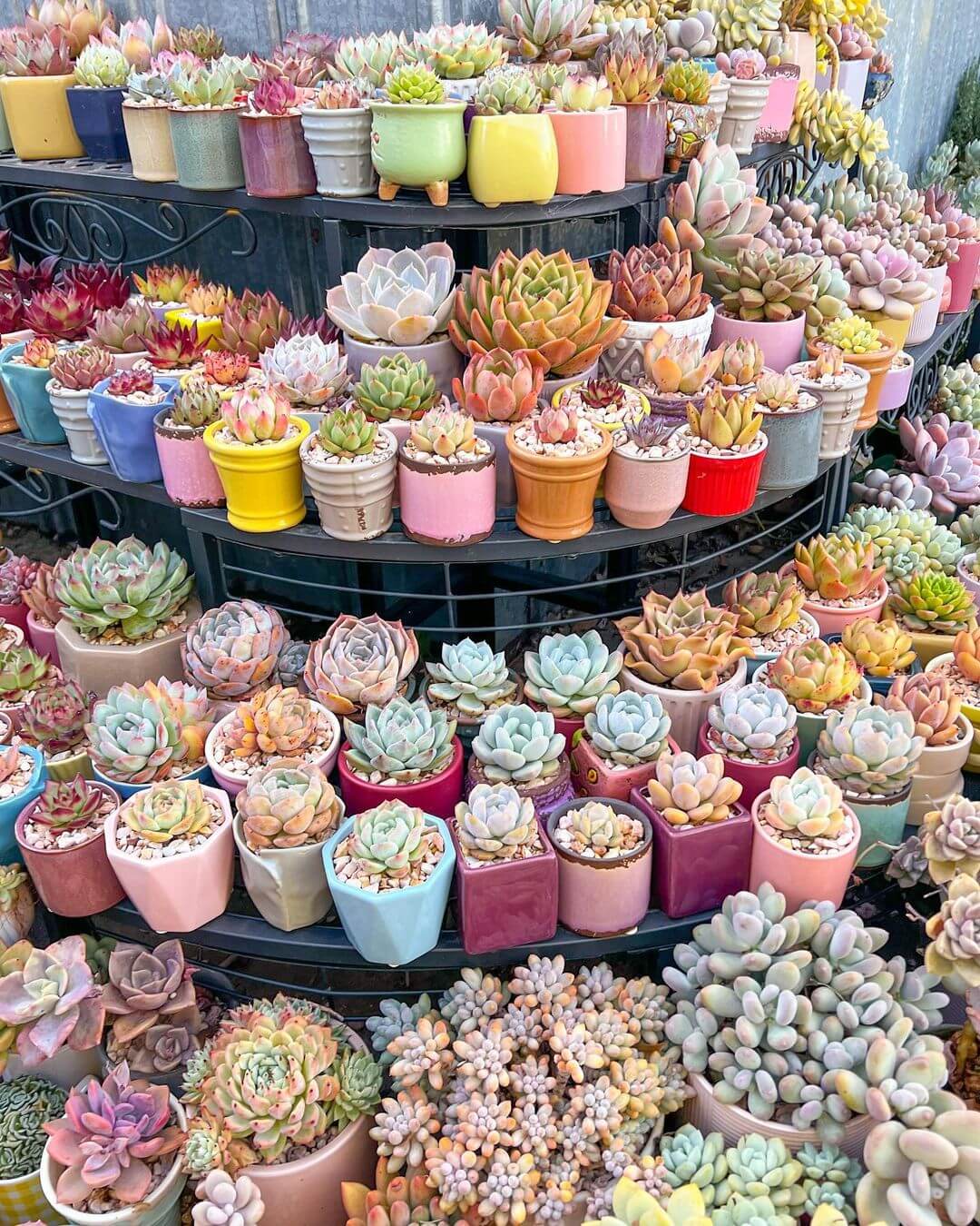 kaths succs succulents