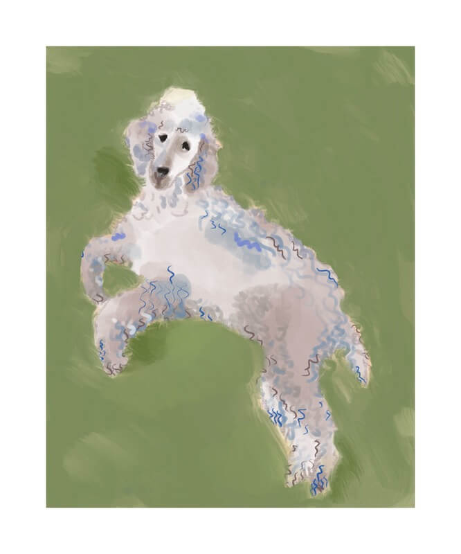 poodle artwork by cat seto