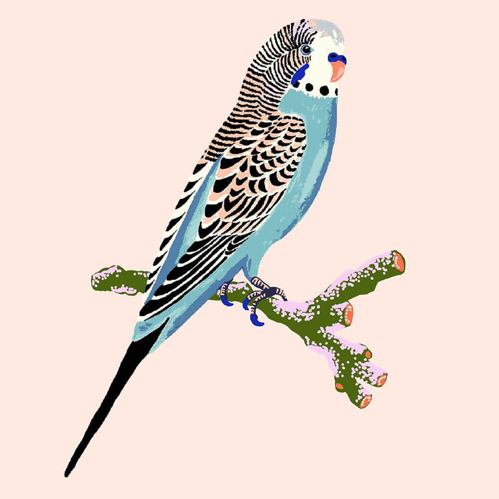 budgerigar budgie art print by sarah gordon